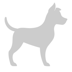 Kontorshund på TCM Cykel