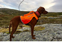 Non-Stop Dogwear Non-Stop Dogwear Protector Vest GPS | XL